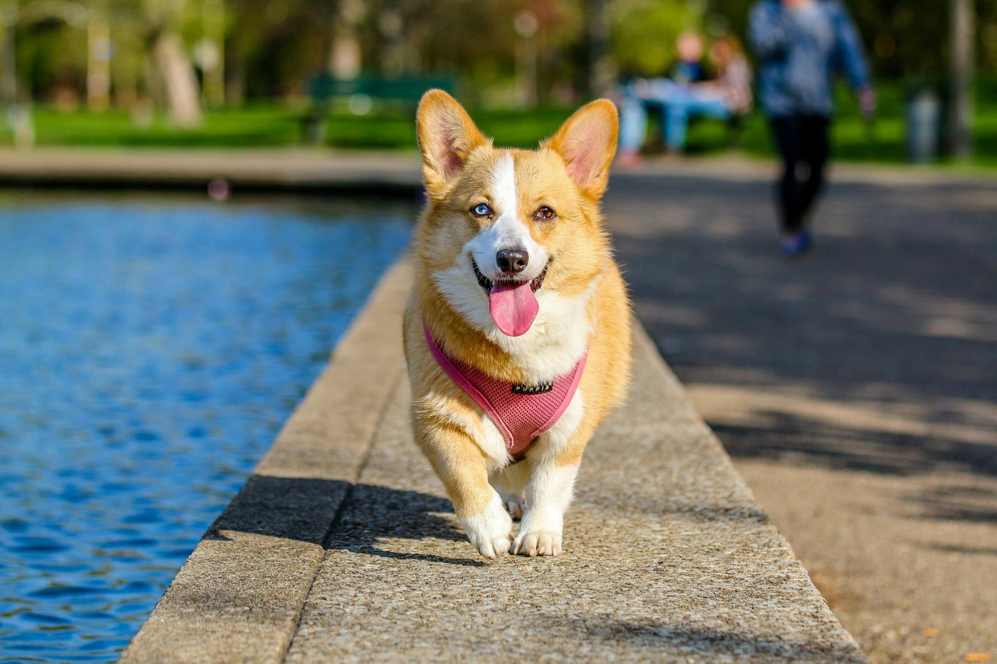 doggo