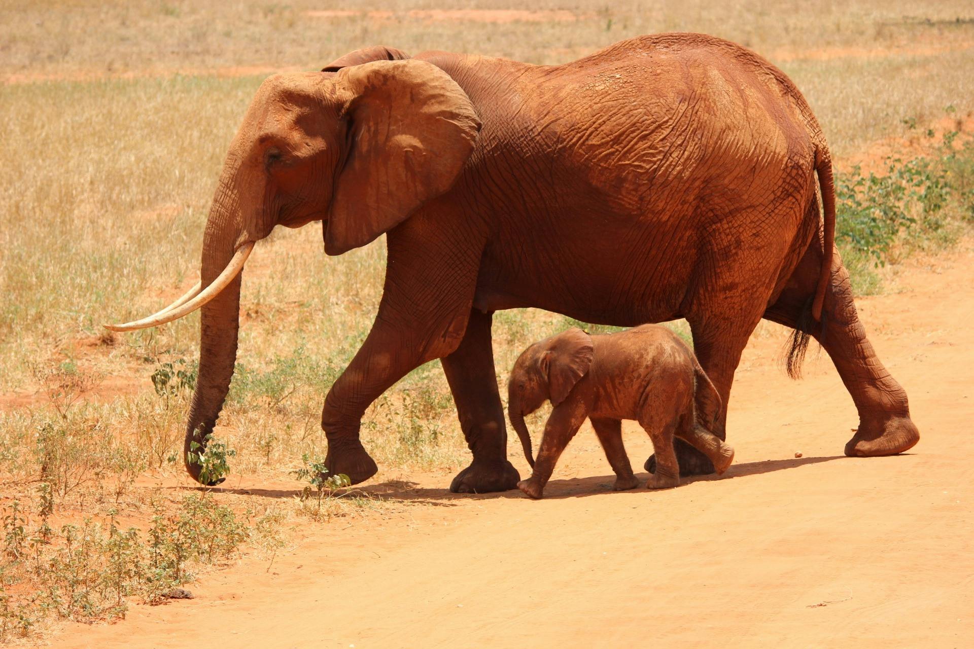 elephant