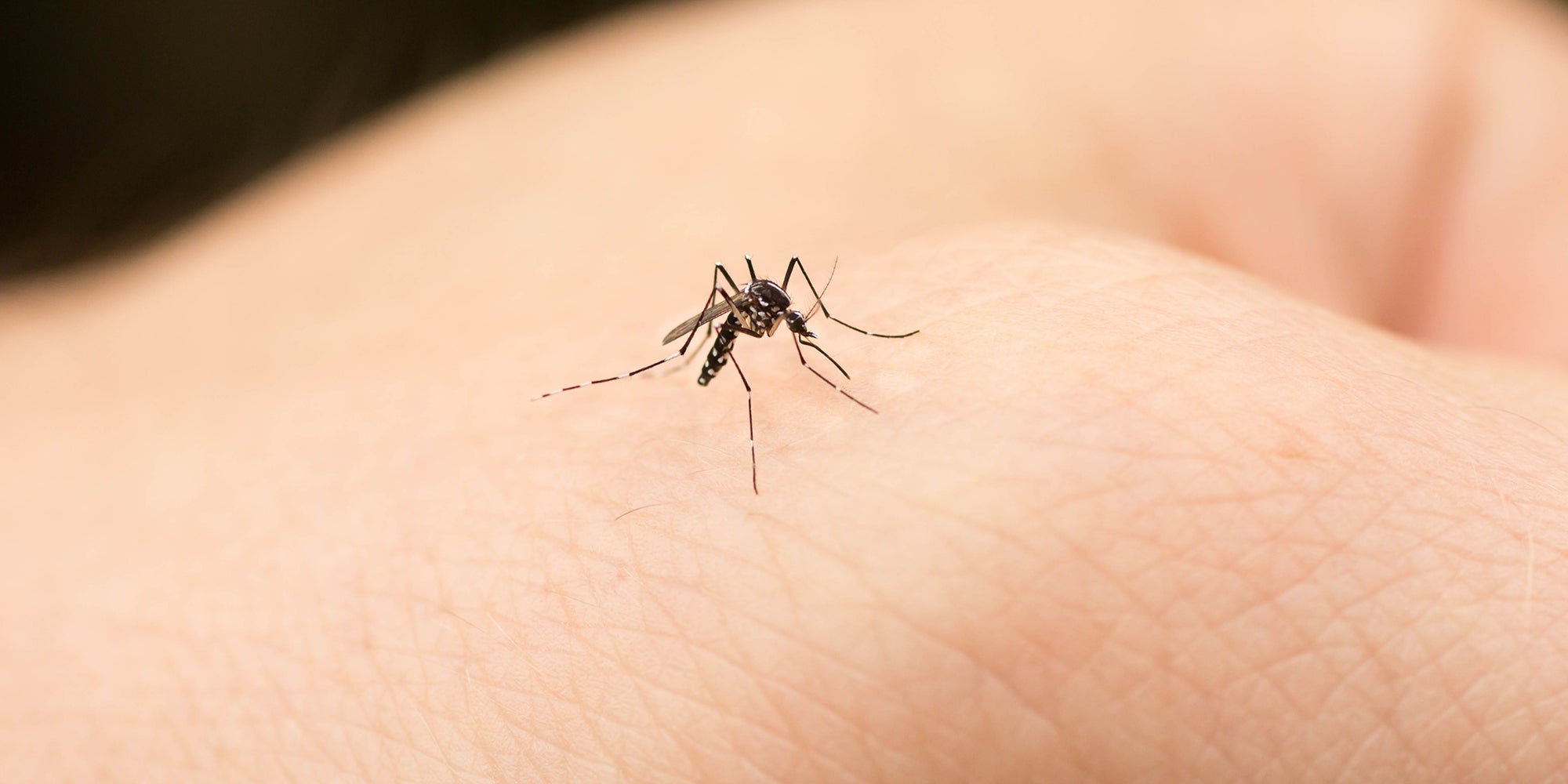Mosquito on a hand