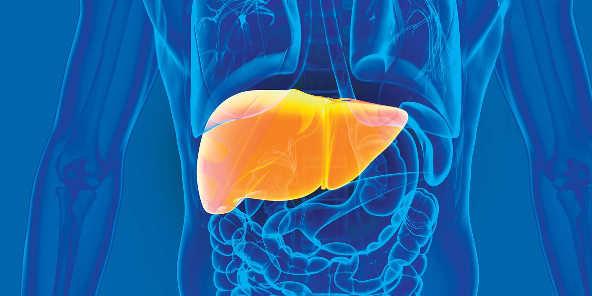 Liver illustration