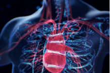 3d image of the heart