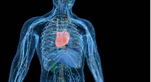 3d image of the heart